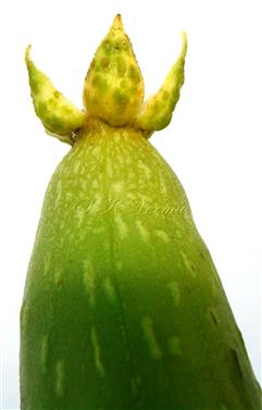  Fruit with persistent calyx with glands